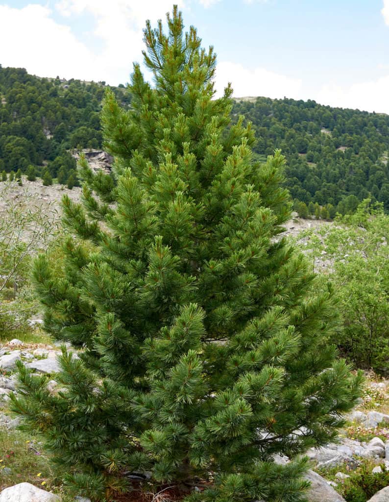 Pinus-cembra-1-794x1024.jpg