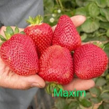 Jahoda 'MAXIM'