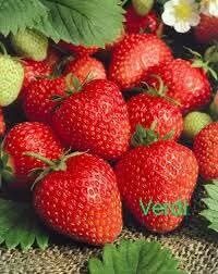 Jahoda 'VERDI'