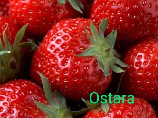 Jahoda 'OSTARA'