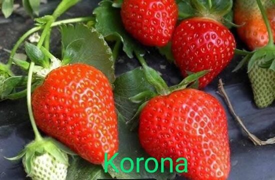 Jahoda 'KORONA'