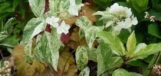 Hortenzia metlinatá "SHIKOKU FLASH"