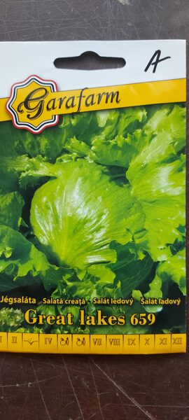 Šalát ľadový "GREAT LAKES 659" 