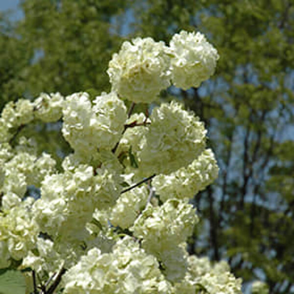 Kalina Japonská "GRANDIFLORUM"