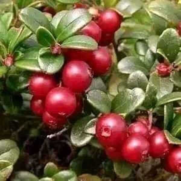 Kľukva (Cranberries)