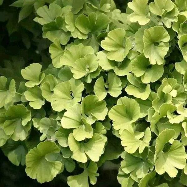 Ginko trpasličie "MARIKEN"