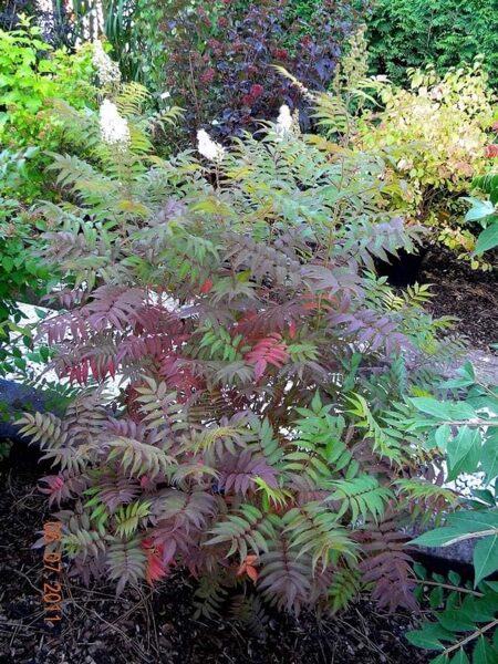 Ťavoľníkovec jarabinolistý "SEM"