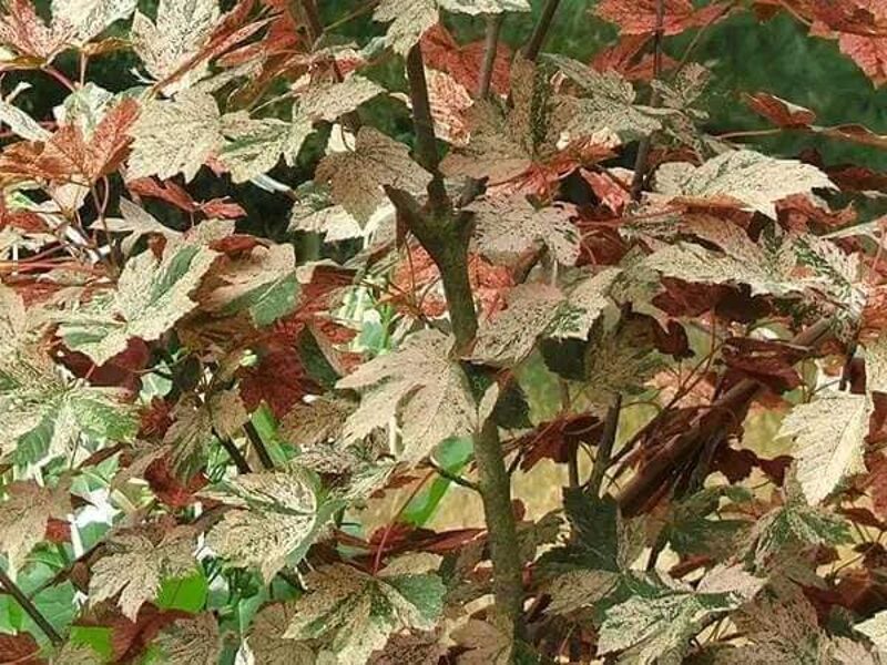 Javor horský "ESK SUNSET"