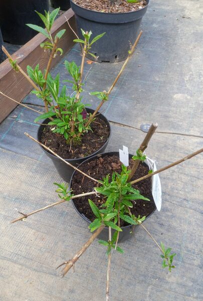 Budleja "ROYAL RED"