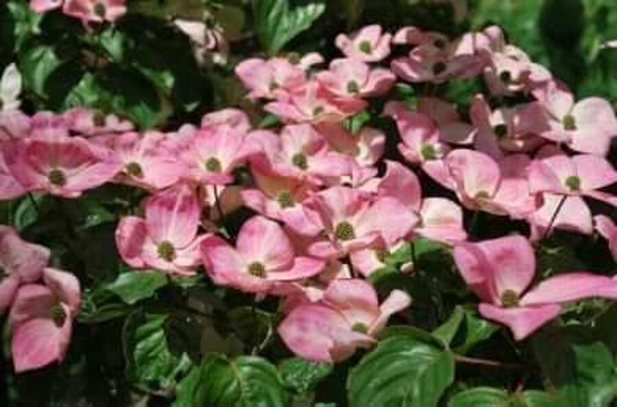 Drieň japonský "SATOMI"