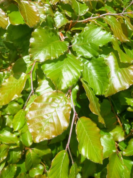 Buk lesný "FAGUS SYLVATICA"