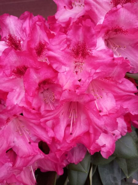 Rhododendron na vyššom kmienku "SNEEZY"