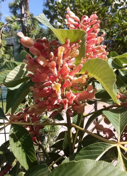 Pagaštan konský "KOEHNEI"