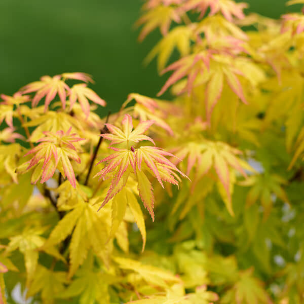 Javor japonský "ORANGE DREAM"