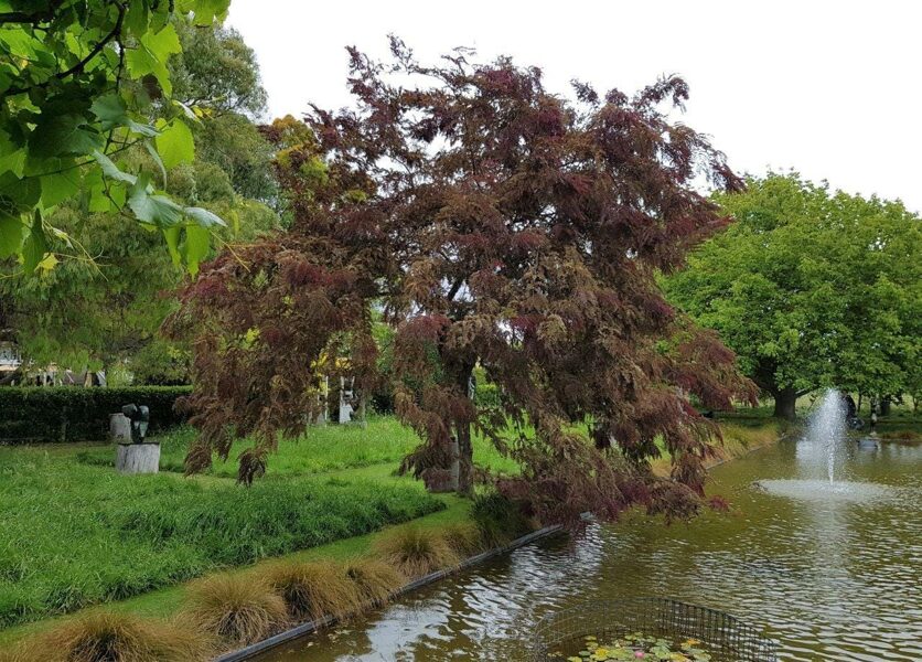 Gleditsia "RUBY LACE"