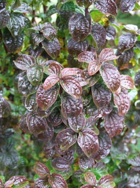 Drieň krvavý "COMPRESSA"