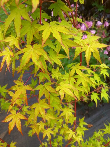 Javor dlaňolistý "UENO-YAMA"