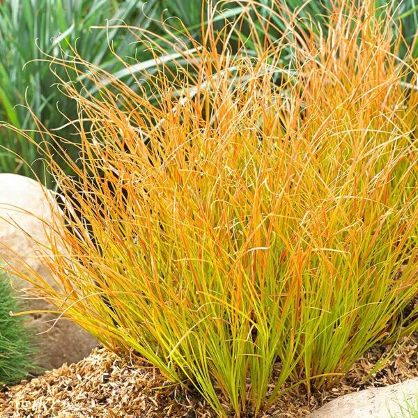 Ostrica oranžová "PRAIRIE FIRE"