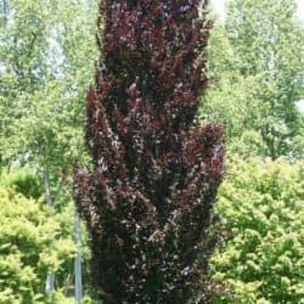 Buk lesný "DAWYCK PURPLE"