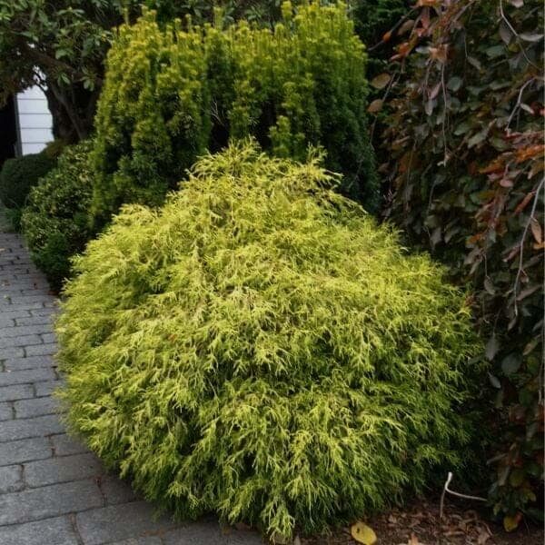 Cypruštek hrachonosný "FILIFERA AUREA NANA"