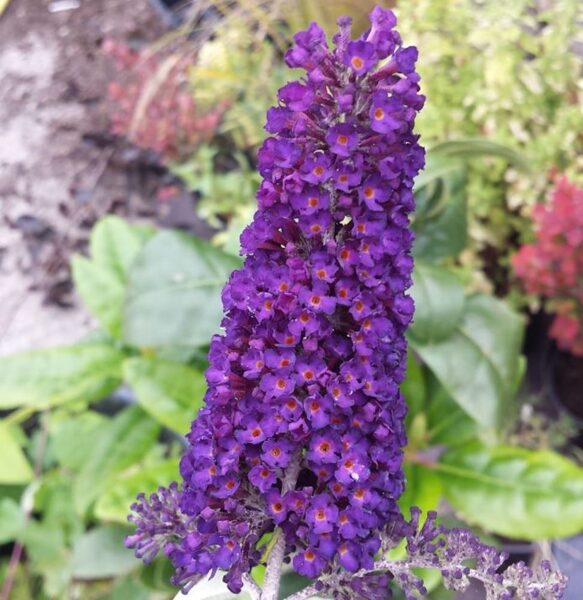 Budleja davidova "BLACK KNIGHT"