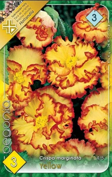 Begonia marginata 'YELLOW '