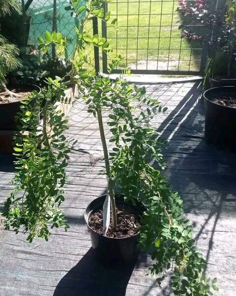 Karagana stromovitá "PENDULA"