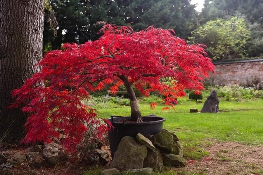 Javor dlaňolistý "DISSECTUM GARNET" na kmienku 100/120 cm
