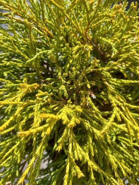 Cypruštek hrachonosný "GOLDEN MOP"