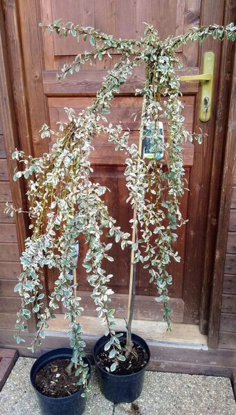 Skalník rozprestretý "JULIETTE" na kmienku