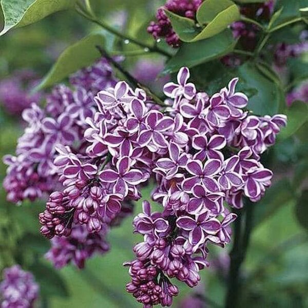 Orgován obyčajný "SENSATION"