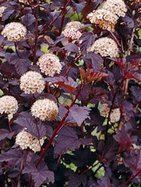 Tavoľa kalinolistá "PURPLE HORIZON"