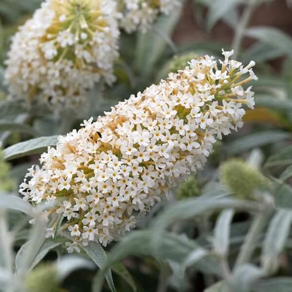 Budleja davidova "WHITE BALL"