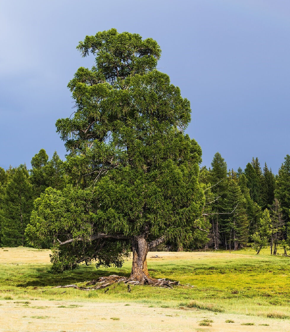 borovica-limba-sibirsky-ceder-pinus-cembra-sibirica-semena-borovice-7-ks.jpg